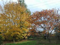 the maple trees in autuumn