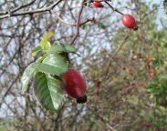 dog rose bush